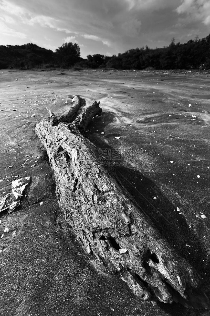 干枯木树桩木材漂移白色海滩支撑海岸线海岸风化浮木图片