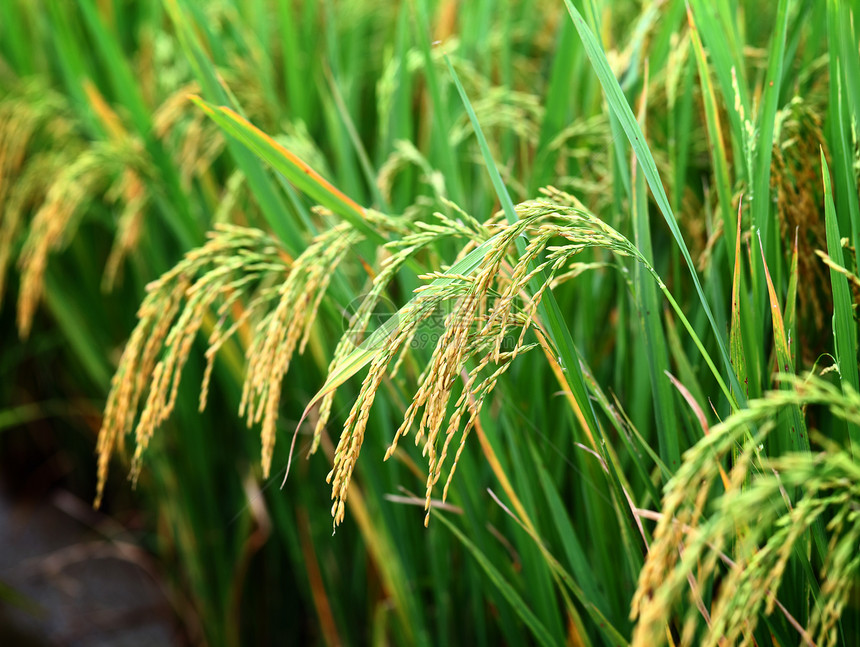 稻田饭季节农村农业粮食宏观生长乡村植物种子绿色图片
