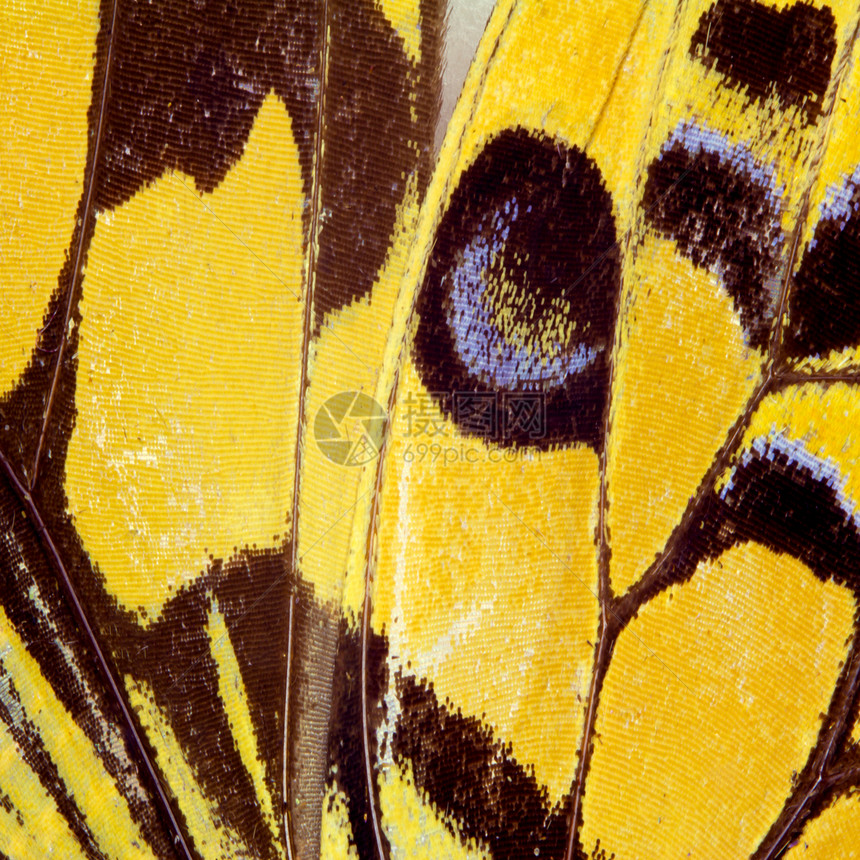 蝴蝶翼纹理白色热带环境标本荒野动物昆虫宏观漏洞蓝色图片