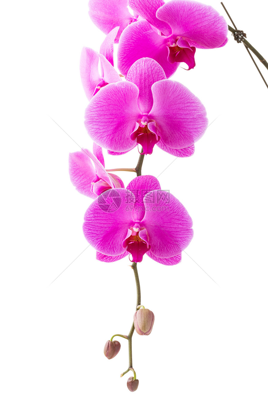兰花植物花朵花瓣紫色白色温泉花束植物学热带图片