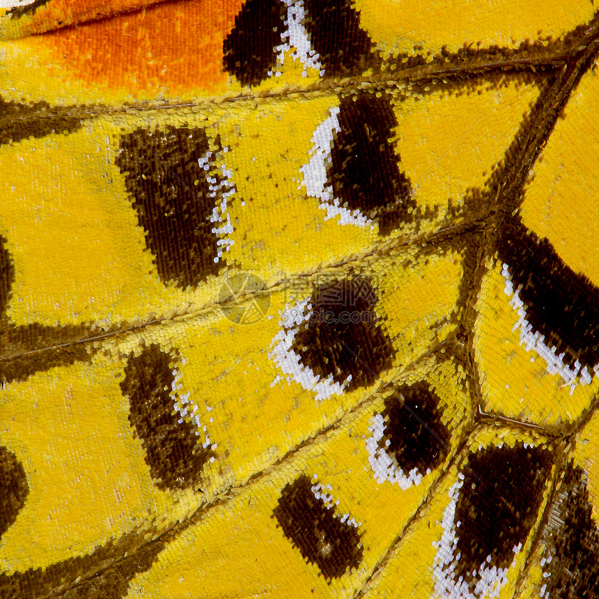 蝴蝶翼纹理荒野宏观蝴蝶昆虫白色热带环境标本漏洞脆弱性图片