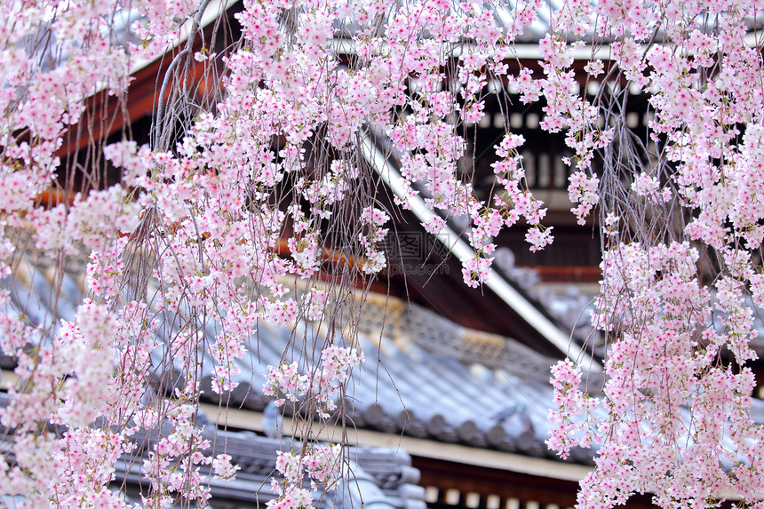 和日本寺庙一起哭泣的萨库拉树图片