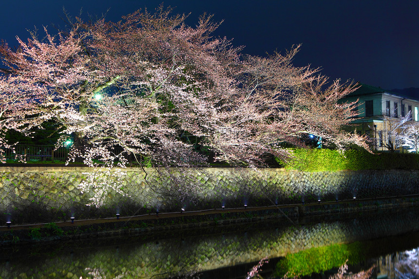 夜里京都的樱树季节花园园艺运河植物学琵琶池塘美丽樱花花瓣图片