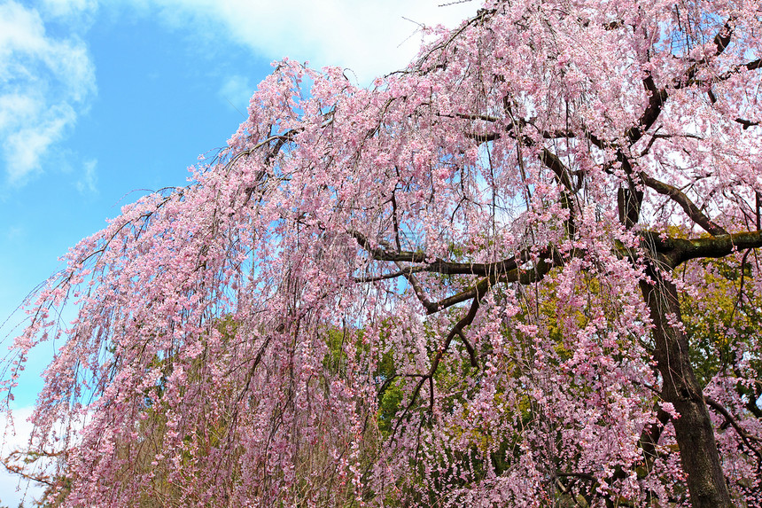 日本的樱树花瓣粉色花园树木孩子蓝色天空季节胡同樱花图片