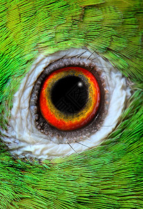亚马逊帕罗色彩热带家畜鹦鹉绿色宠物气候生物体眼睛动物背景图片