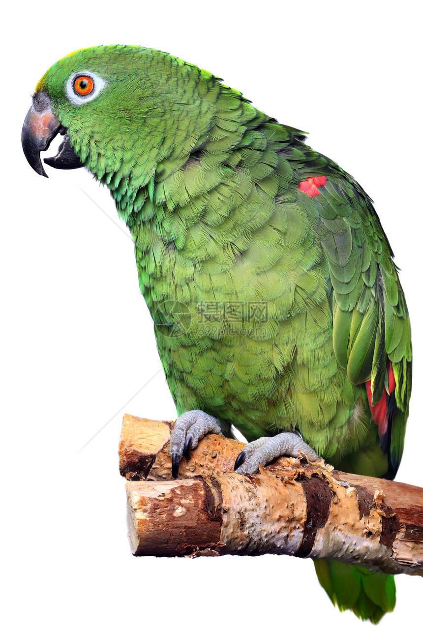 亚马逊鹦鹉白色色彩家畜动物热带绿色生物体宠物气候图片