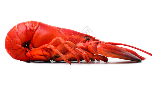 红龙虾食物甲壳红色动物贝类背景图片