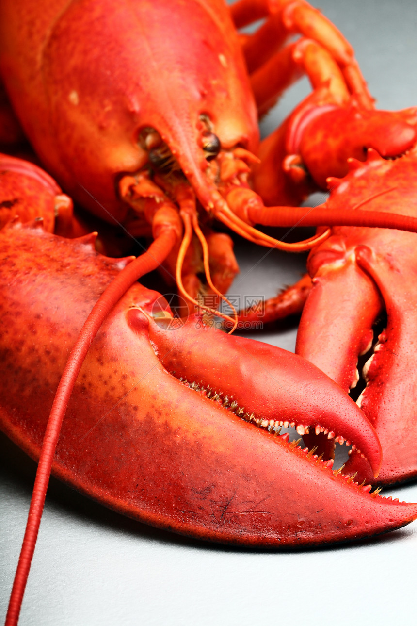 红龙虾食物甲壳动物贝类红色图片