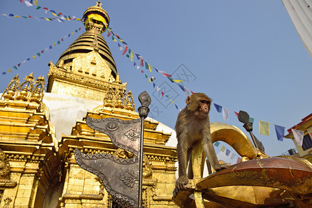 猴庙猴子在尼泊尔加德满都的斯瓦扬布胡纳思图帕坐着猴子佛塔寺庙文化精神哺乳动物灵长类风景旅行建筑猴庙背景