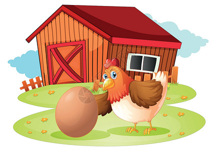 受精蛋母鸡蛋一只带蛋的母鸡插画