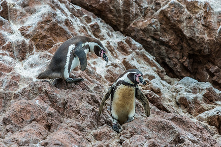 在伊卡秘鲁的游风海岸 有两只洪堡企鹅背景