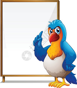蓝背鹦鹉空签名牌前的鹦鹉设计图片