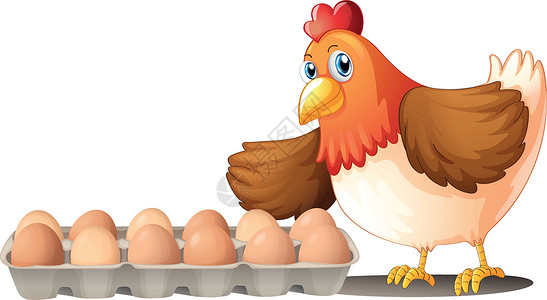 鸡和鸡蛋一打鸡蛋在托盘和母鸡插画