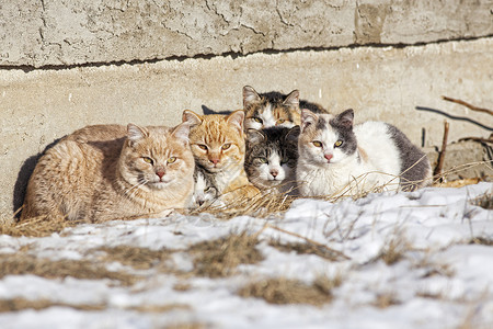 耐寒的无家可归的猫动物条纹棕色生存虎斑橙子团体鬼城野性家庭背景