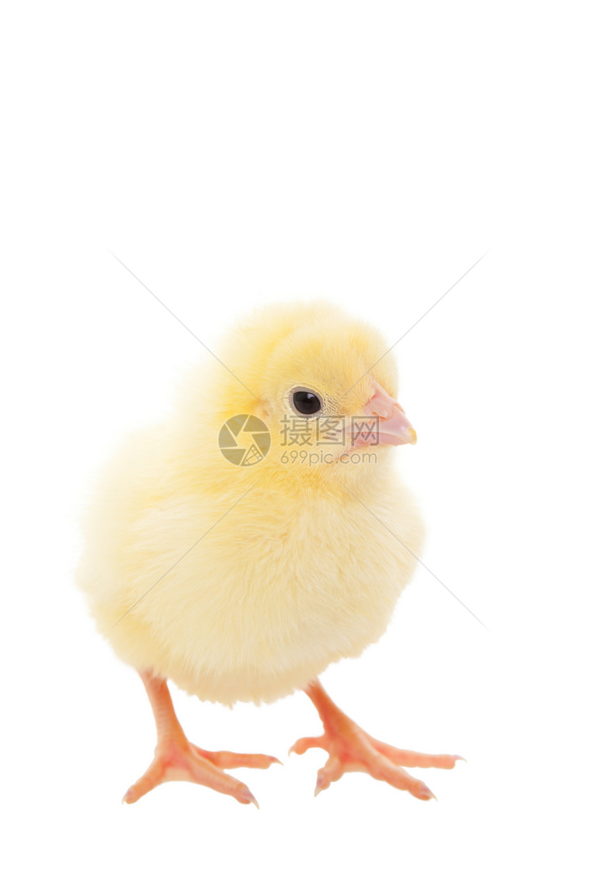 小鸡宝宝橙子农场婴儿新生公鸡生活农业羽毛翅膀生物图片