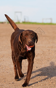 获取乡村衣领宠物犬类女性橙子农场猎犬巧克力实验室背景图片