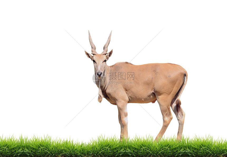 与绿草隔离的埃兰绿色荒野动物食草哺乳动物场地野生动物棕色草地羚羊图片