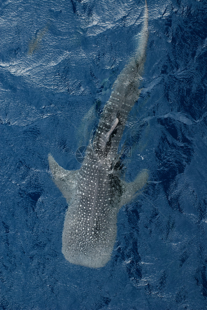 从顶部视图的大型鲸鲨太阳生物盐水行星勘探探索地带异国鲨鱼热带图片