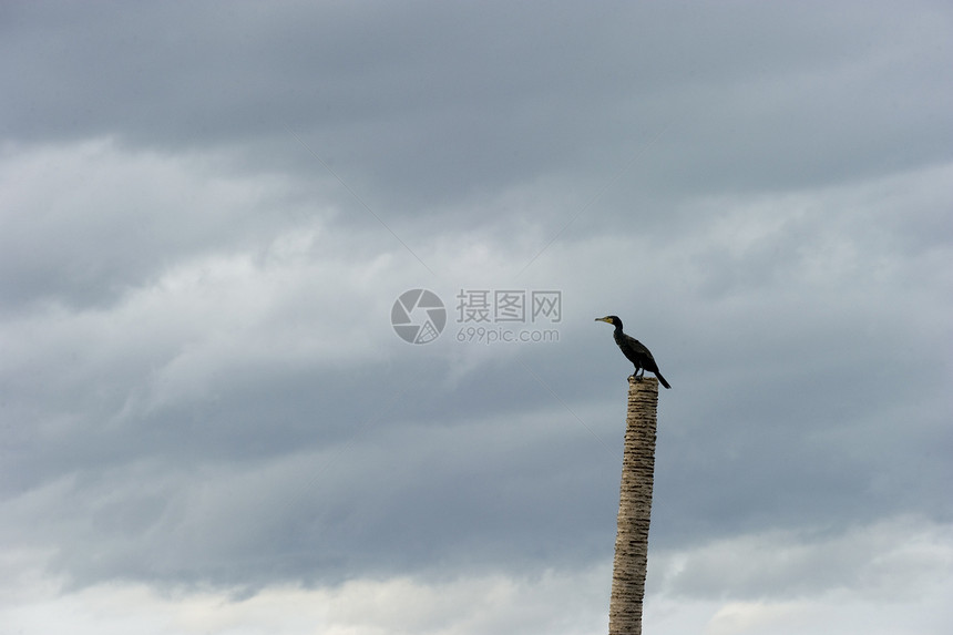 大伯爵在钓鱼后休息 在泰国的Samutsakorn日落美丽海浪海岸地平线支撑野生动物翅膀化合物波纹图片