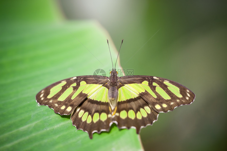 帕皮利奥尼达e绿色动物植物昆虫翅膀野生动物宏观黄色黑色图片