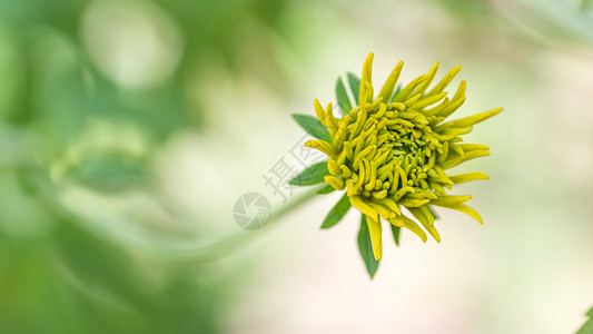 青春花朵背景图片