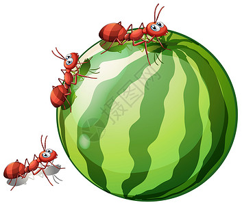 蚂蚁和西瓜一条西瓜 有三只蚂蚁插画