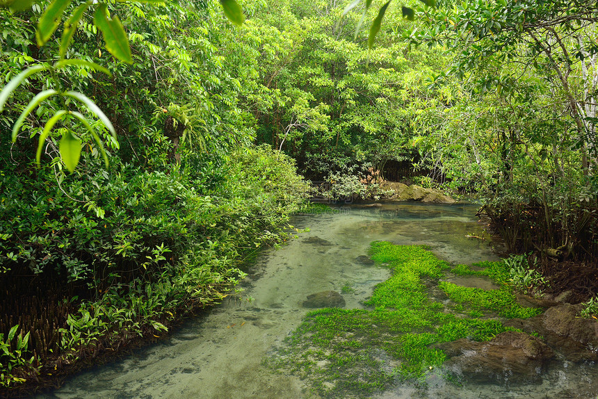 Tha Pom红树林森林 泰国克拉比公园日出场景蓝色海滩照片木头绿色旅行太阳图片