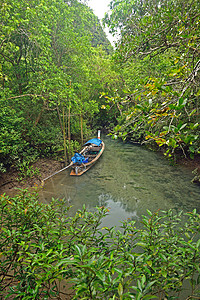 顺流而下泰国克拉比红树林的长尾船绿色公园照片旅行日出木头蓝色红树太阳海滩背景