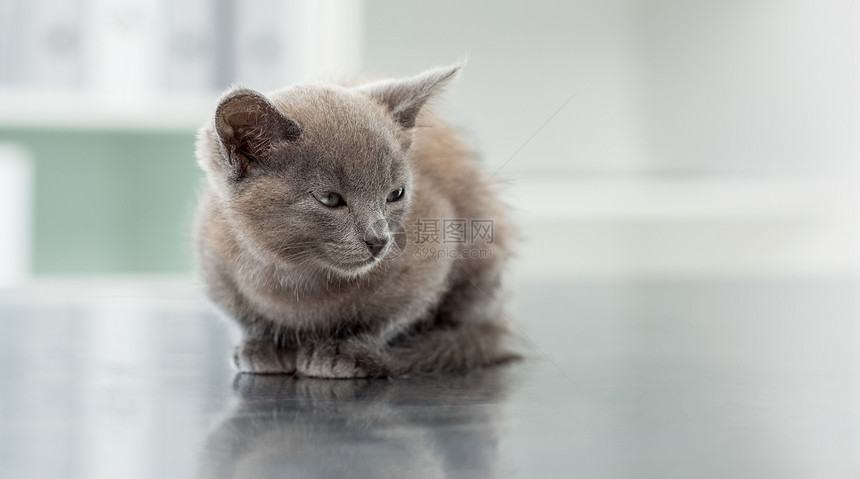 兽医办公室小猫动物主题家畜医院桌子宠物诊所哺乳动物图片