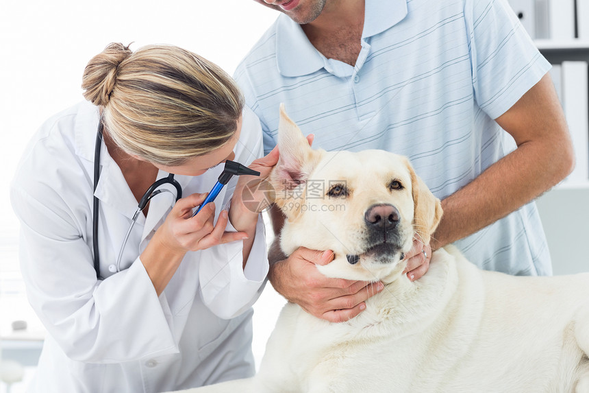 兽医检查狗耳朵 有业主在场图片
