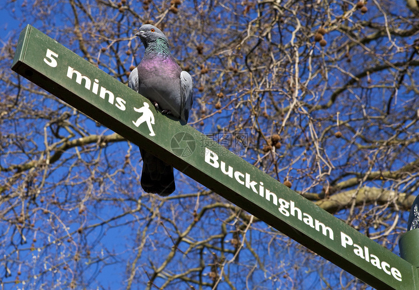 在伦敦一个路标上的鸽子绿色植物树木城市阳光观光历史性鸟类公园行人散步图片