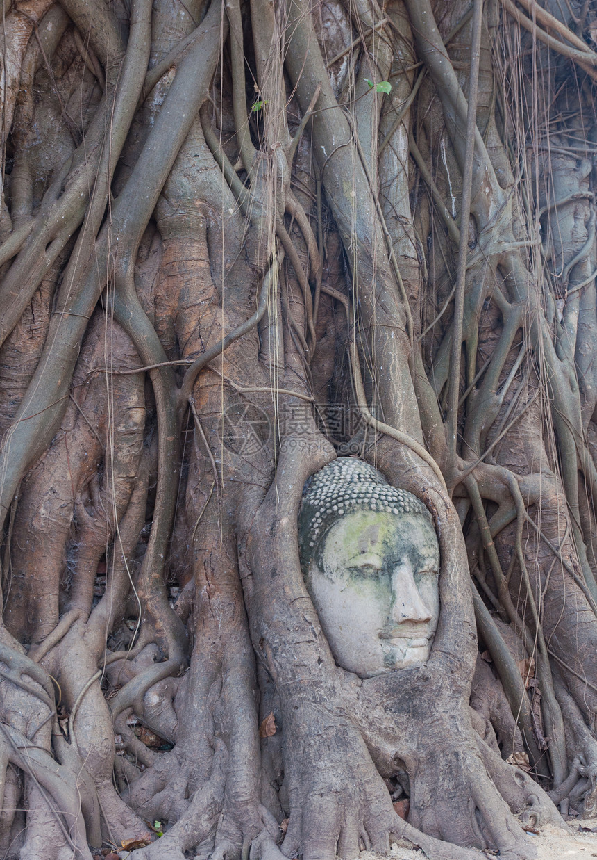 树根中佛祖之首雕像信仰地标纪念碑文化石头雕塑祷告宗教寺庙图片