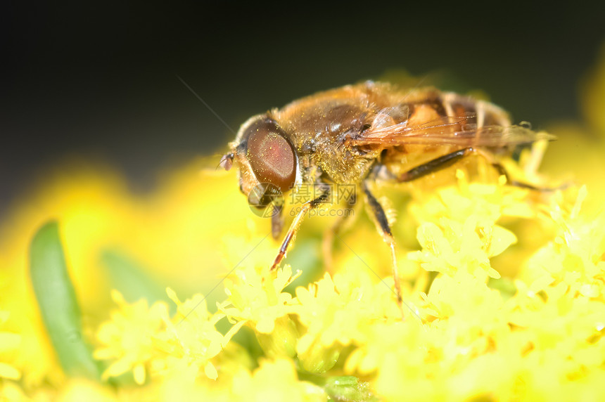 盘旋飞行黄色漏洞生物叶子臭虫宏观野生动物花瓣翅膀植物图片