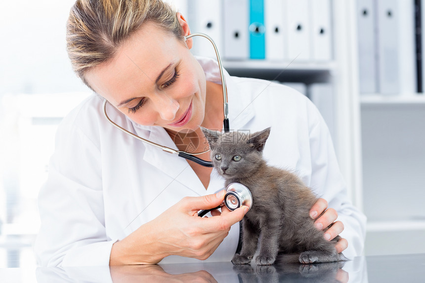 用听诊器对小猫进行消毒检查办公室兽医医生工作服哺乳动物主题桌子关爱女士家畜图片
