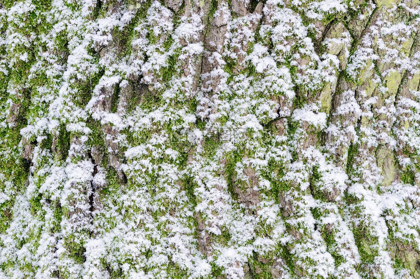 有雪的树皮图片