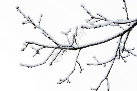 有雪的树枝背景图片