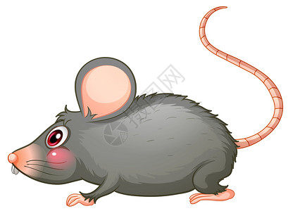 老鼠尾巴一个灰色的ra动物猎物前臂腹部眼睛鼻孔尾巴胸部触须小腿插画