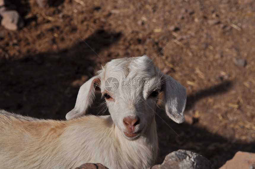 年轻白山羊仰望着摄像头农场耳朵婴儿岩石羊肉乐趣动物孩子幼兽农村图片