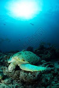 绿乌龟在太阳下光束下 在西巴丹岛沉入马雷绿色高清图片