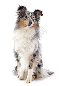 谢特兰狗陨石犬类动物工作室白色棕色牧羊犬灰色宠物背景图片