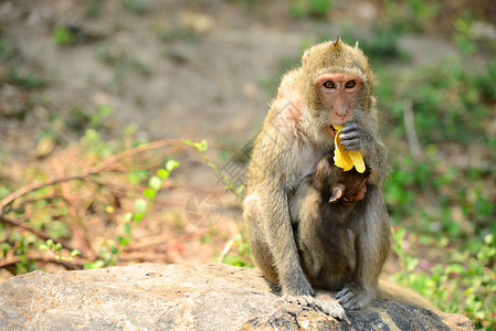 小猴子吃香蕉猴子家庭动物园雨林森林哺乳动物野外动物拥抱猕猴动物香蕉友谊背景