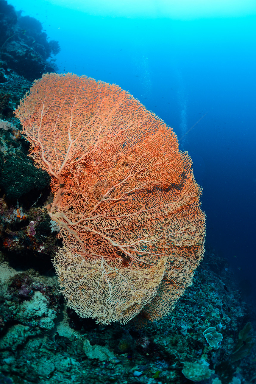 马来西亚西巴丹水下巨型海风热带呼吸管海洋马布海扇野生动物潜水员荒野扇子水族馆图片