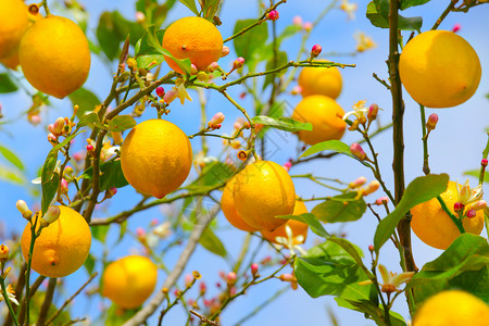 柠檬树种植的柠檬水果色彩植物叶子花园黄色背景图片