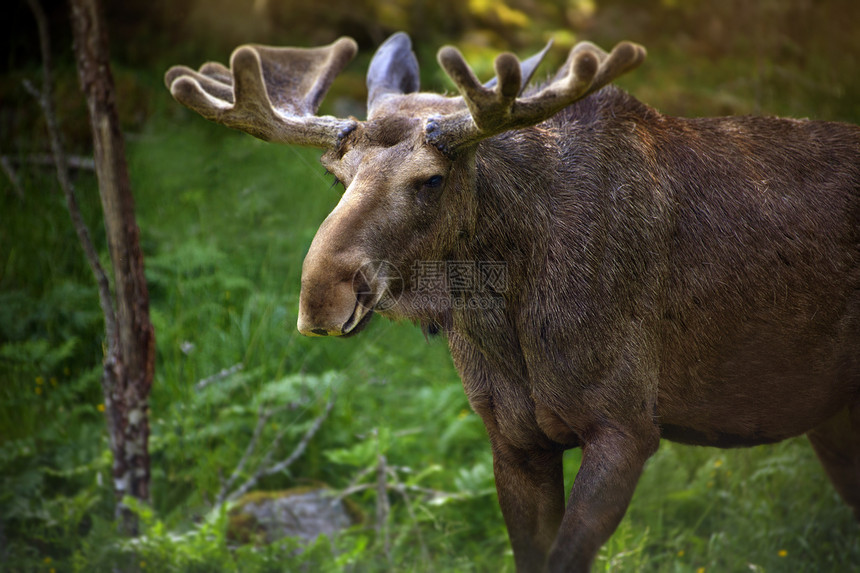 瑞典的驼鹿动物野生动物哺乳动物雄性图片
