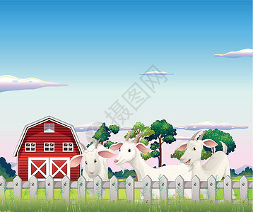 足内翻农场围栏内三只山羊插画