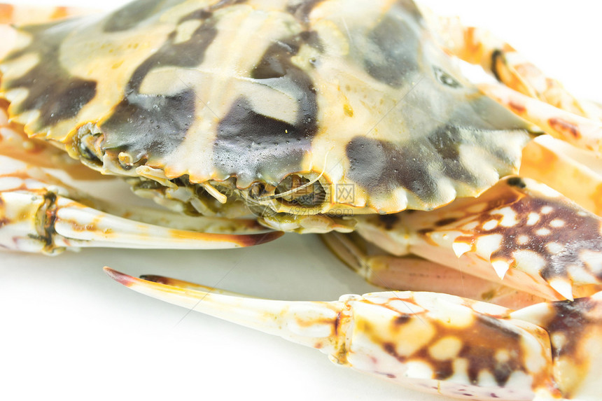 白背景孤立的螃蟹野生动物海洋蓝色动物红色食物甲壳海鲜白色荒野图片