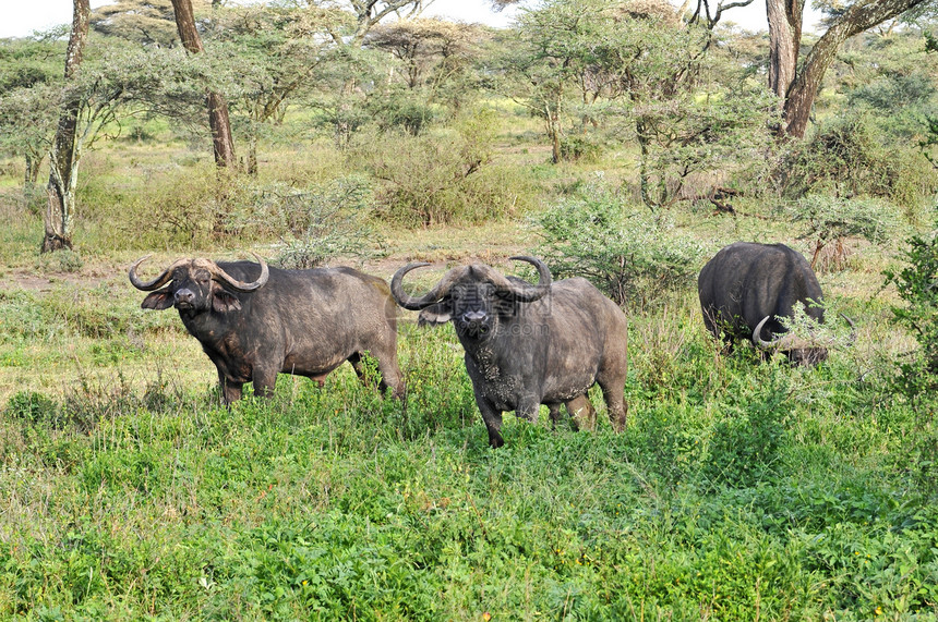 坦查尼亚国家公园水牛动物危险草原天空力量野生动物目的地宠物热带植物图片