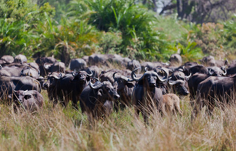 泛滥平原非洲水牛雄性动物高清图片