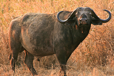 野野牛保护区坦查尼亚国家公园水牛力量球囊牛奶蓝色野生动物宠物草地保护衬套雄性背景