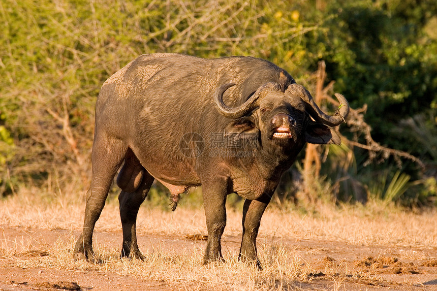坦查尼亚国家公园水牛植物雄性气候热带保护脊椎动物哺乳动物球囊草地动物图片